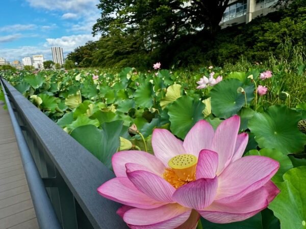 千秋公園ポケットパーク