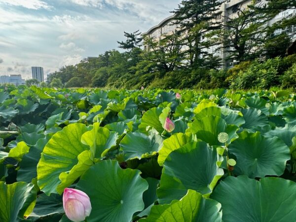 千秋公園