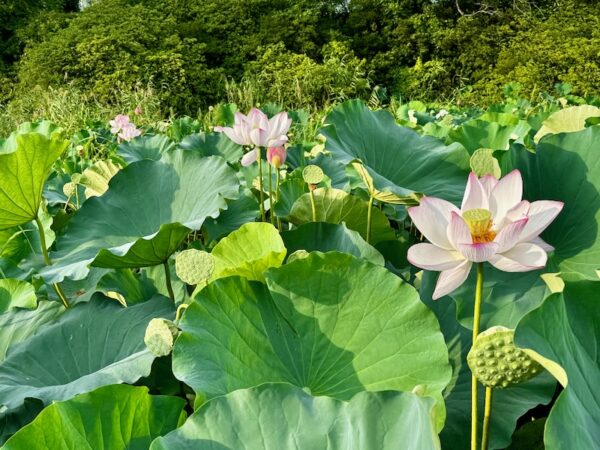 千秋公園