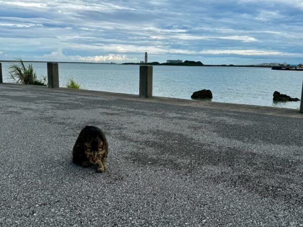 ねこちゃん