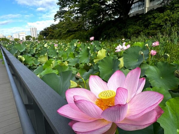 蓮の花