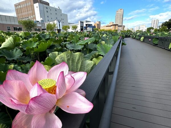 蓮の花